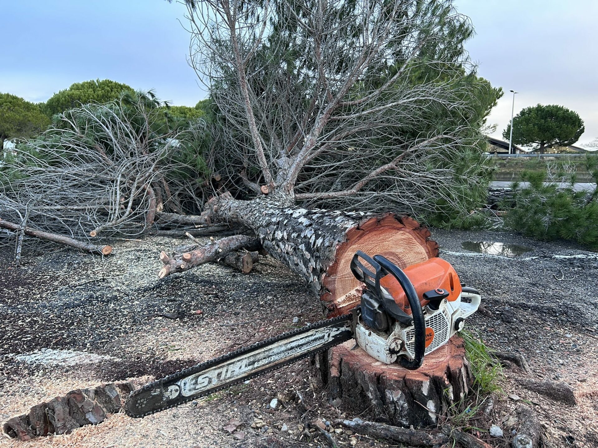 abattage tronconneuse