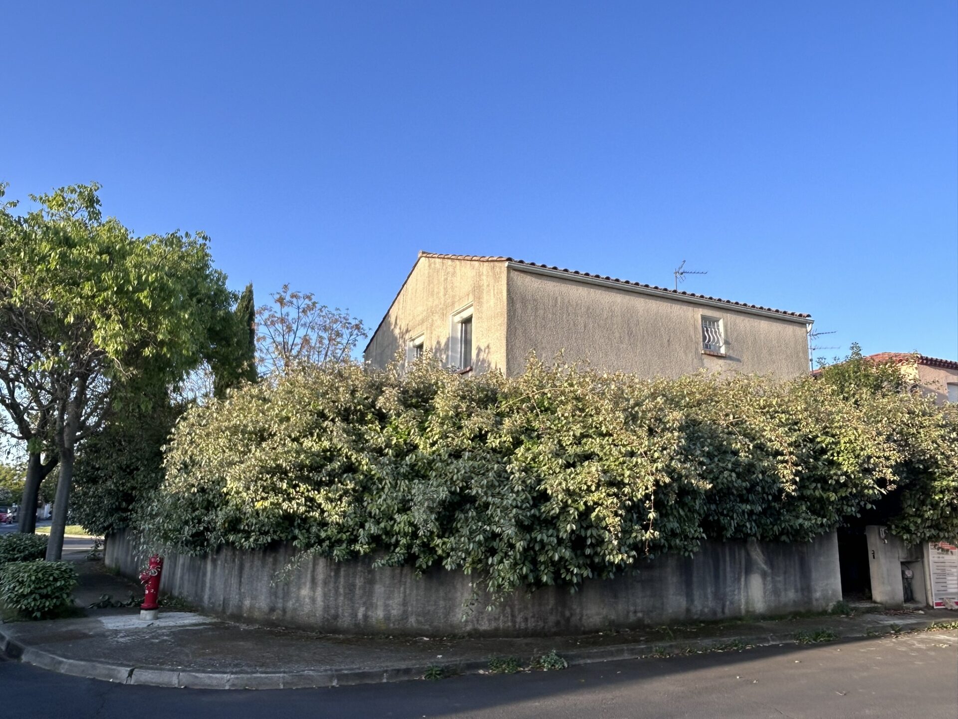 photo avant debroussaillage